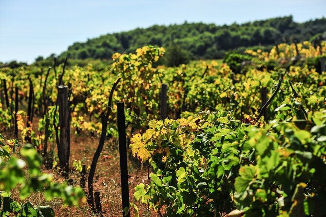 half-day-bike-tour-in-lumbarda-with-wine-tasting-2