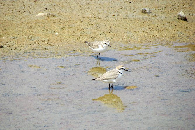 half-day-birdwatching-around-faro