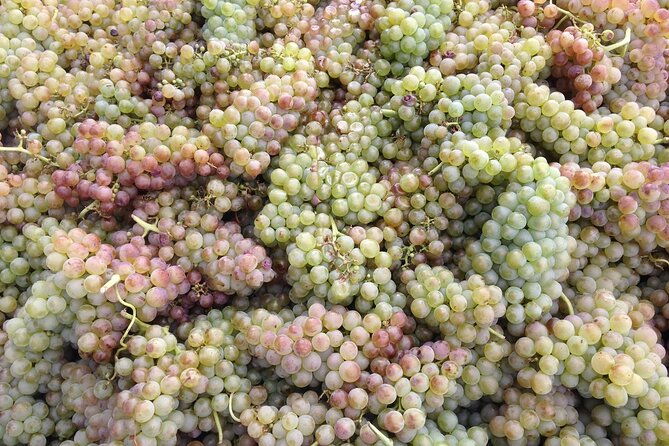 half-day-cotes-du-rhone-private-wine-tour-from-lyon