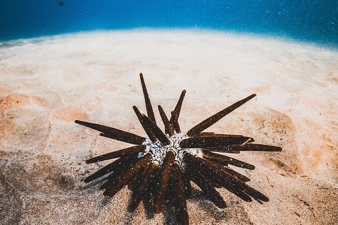 half-day-deluxe-molokini-snorkel-excursion-in-maui