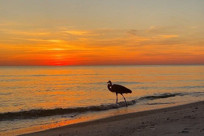 half-day-eco-and-dolphin-boat-tour-in-siesta-key