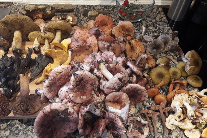 half-day-gastronomic-wild-walk-in-girona-4