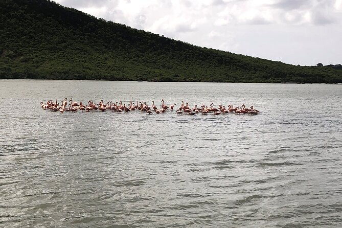 half-day-hato-cave-flamingo-beach-tour