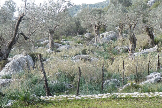 half-day-mountain-bike-experience-to-serra-de-tramuntana