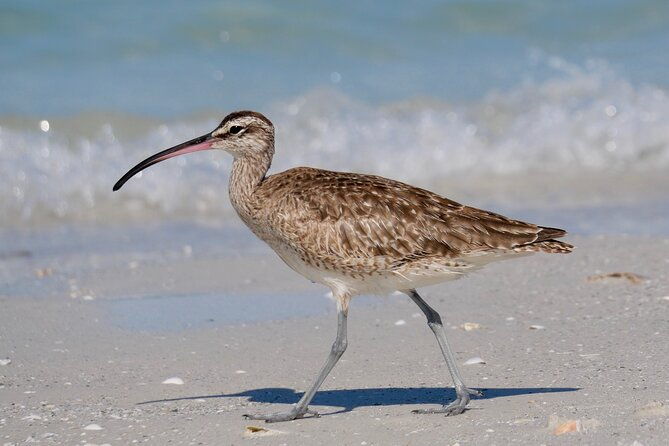 half-day-private-bird-tour-of-fort-de-soto-park-in-st-petersburg-2-person-max