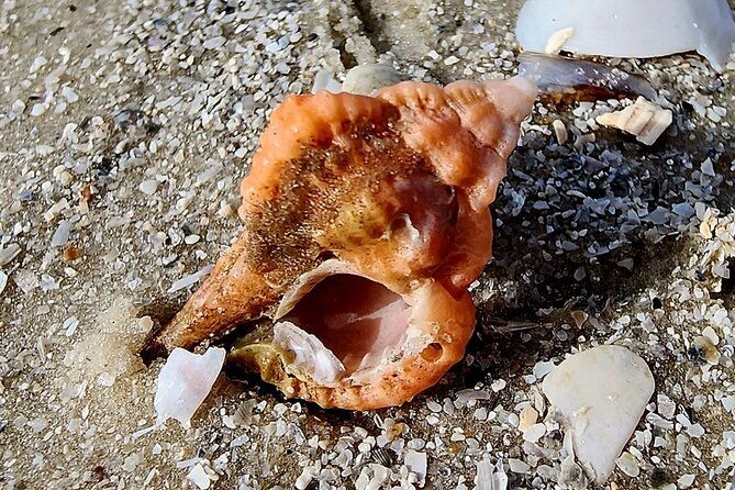half-day-private-shelling-dolphin-ecotour-in-10-000-island-marco