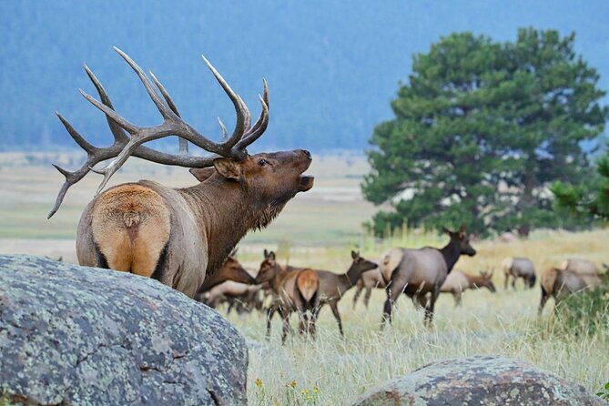 half-day-rocky-mountain-national-park-lake-and-meadows-tour-2