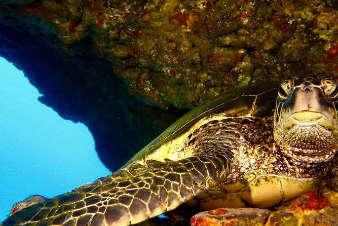 half-day-snorkel-to-lanai-from-kaanapali-beach-dolphin-search