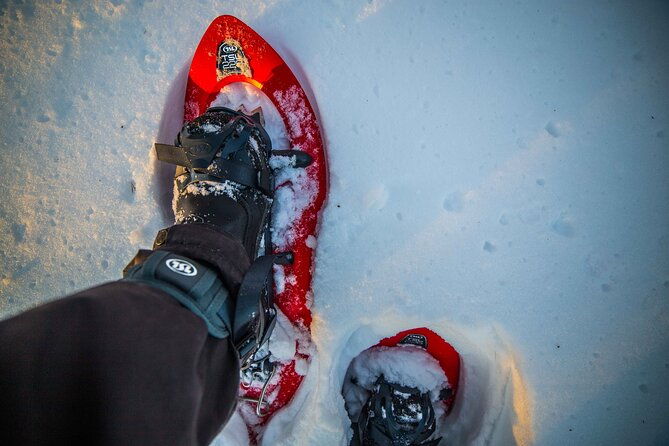 half-day-snowshoe-hiking-adventure-in-levi-lapland