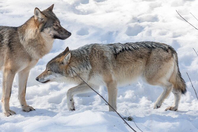 half-day-trip-to-ranua-wildlife-park-from-rovaniemi