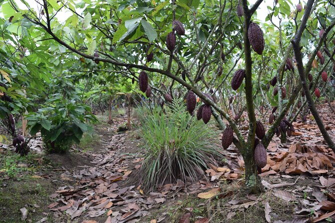 half-day-visit-to-cocoa-farm-from-guayaquil