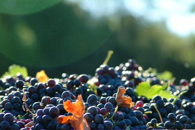 half-day-wine-tour-in-cotes-de-provence-sainte-victoire-from-aix-en-provence