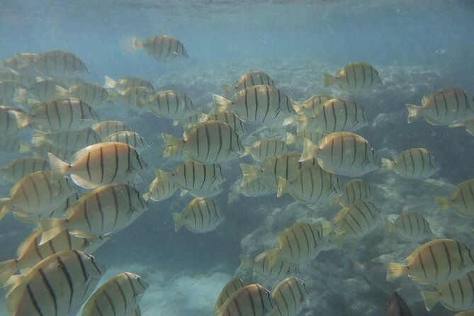 hanauma-bay-guided-snorkeling-tour-with-transportation