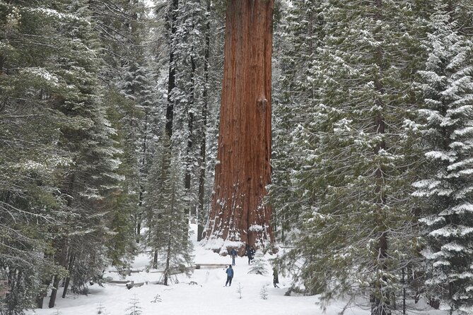 heart-of-the-giant-forest-hike