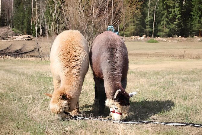 helsinki-alpaca-farm-tour-with-guided-walk