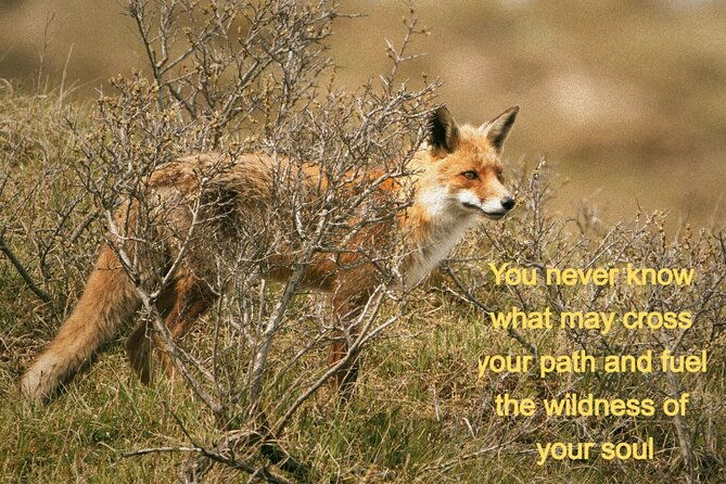 herbal-medicine-walk