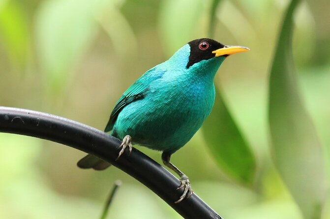 highlights-of-birdwatching-and-nature-in-the-pipeline-road