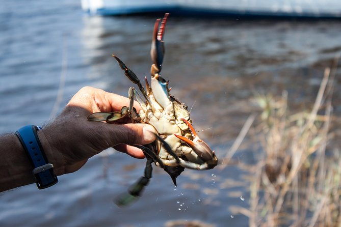 hilton-head-crabbing-expedition-boat-cruise
