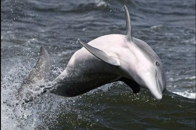 hilton-head-island-dolphin-watching-nature-cruise