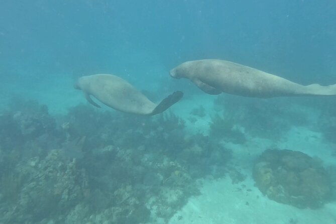 hol-chan-shark-ray-alley-and-caye-caulker-snorkeling-full-day