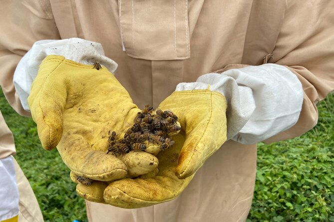honey-bee-adventure-at-the-maui-honey-bee-sanctuary