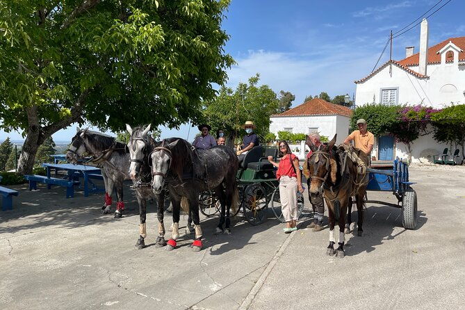 horse-carriage-tour-on-the-mountain-in-palmela
