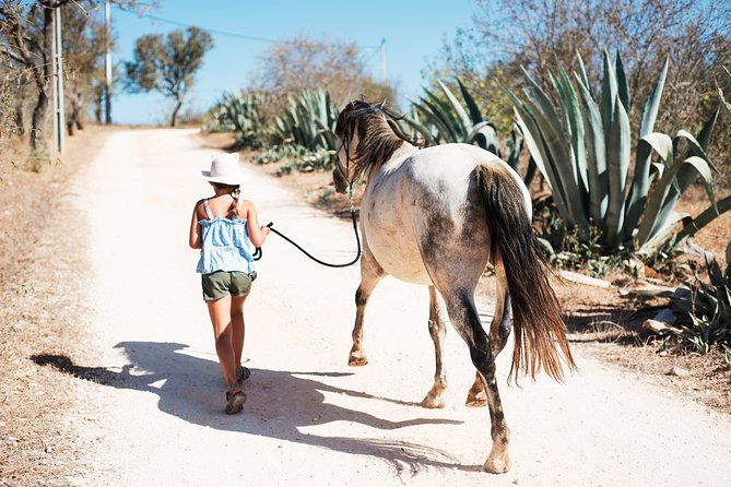 horse-sanctuary-a-nature-walk-with-rescued-horses-by-your-side