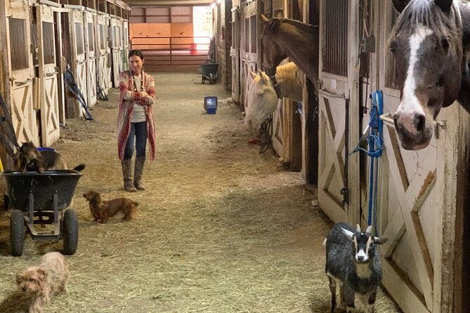 horseback-rides-interactions-and-petting-zoo