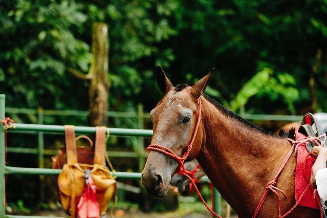 horseback-riding-and-waterfalls-from-manuel-antonio