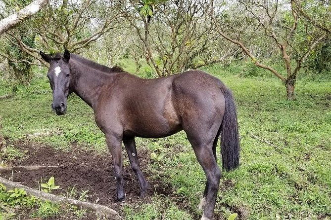 horseback-riding-tour-2