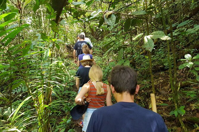 howler-monkey-tour-filandia-views-and-gastronomy