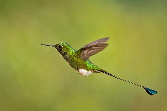 hummingbird-expedition-searching-for-the-cloud-forest-jewels