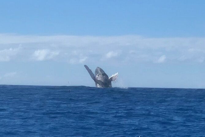 humpback-whale-and-dolphin-watch-in-kona-2