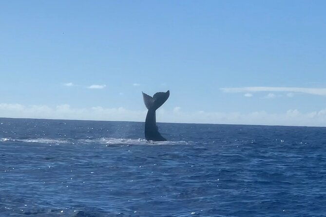 humpback-whale-and-dolphin-watch-in-kona