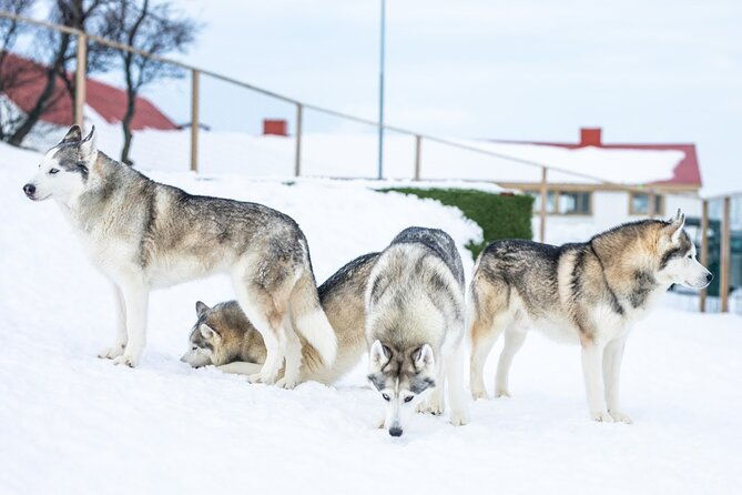 husky-petting-in-akureyri-private-2