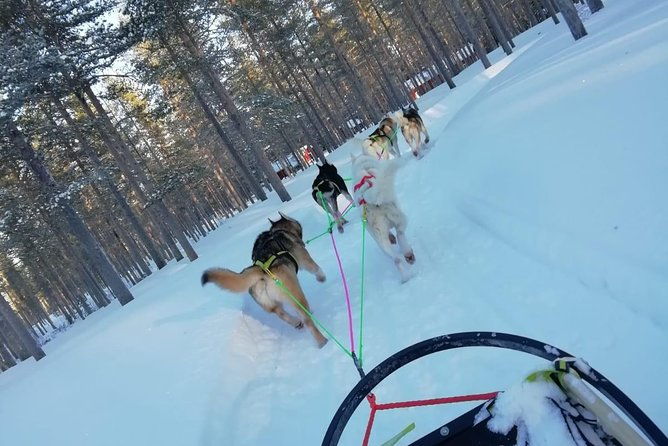 husky-safari