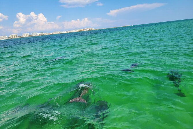 hydro-rocket-dolphin-sightseeing-boat-tour-from-destin