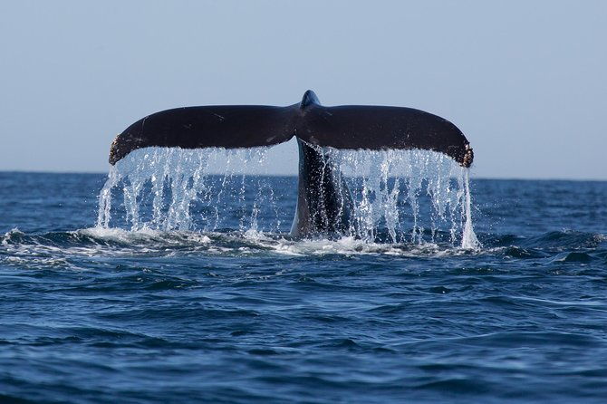 icy-strait-shore-excursion-whale-watching-adventure-tour