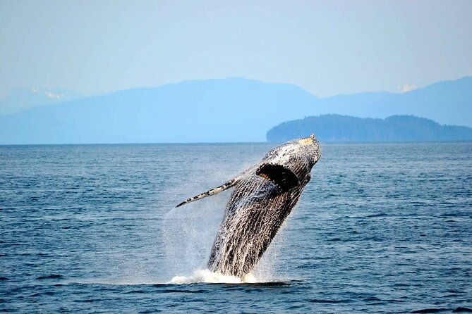 icy-strait-whale-wildlife-endeavor