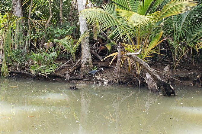 indian-river-cold-soufriere-fort-shirley-northern-excursion