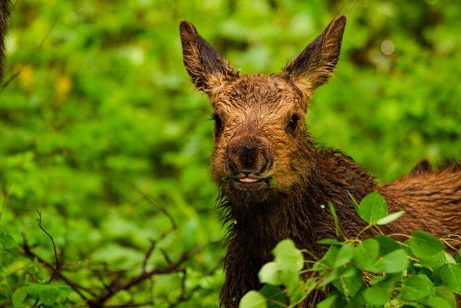 island-park-idaho-waterfalls-and-wildlife