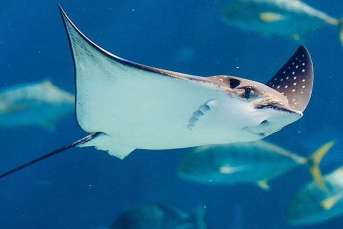 istanbul-aquarium-and-aqua-florya-independent-shopping-trip-2