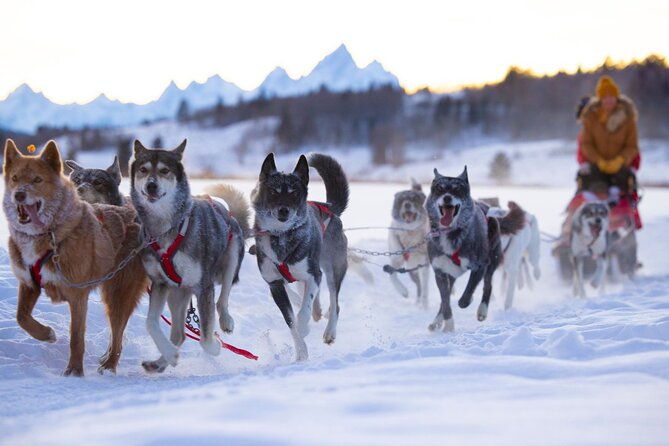 jackson-hole-full-day-dog-sledding-and-snowmobiling-combo-trip
