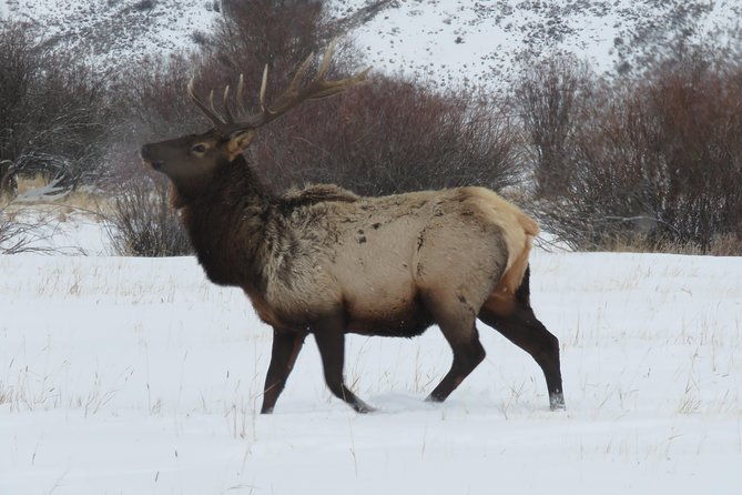 jackson-hole-grand-teton-park-half-day-wildlife-tour-afternoon