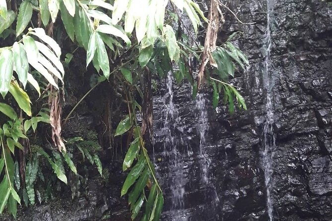 jamaica-blue-mountain-guided-nature-tour