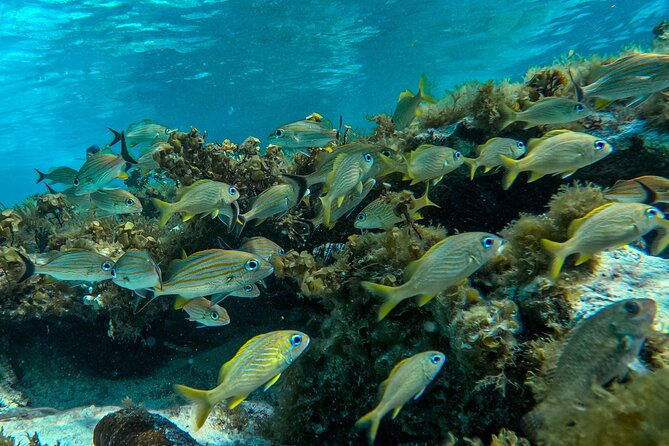 johnny-kay-and-natural-aquarium-full-day-in-the-islands
