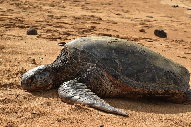 kauai-snorkeling-adventure