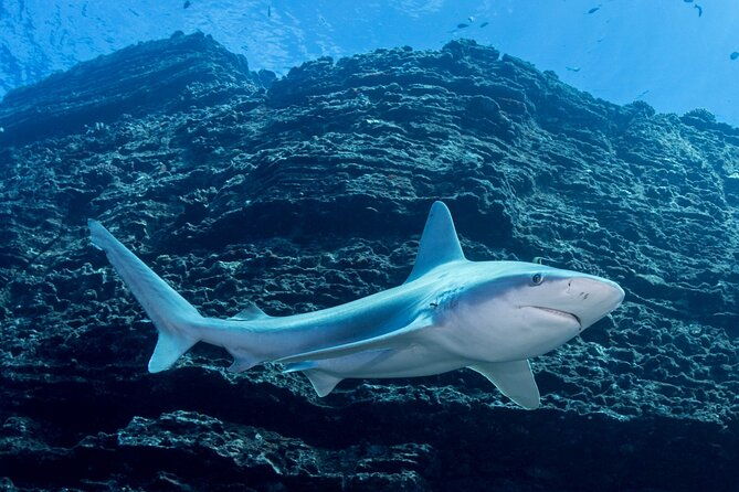 kauais-exclusive-morning-scuba-charter-for-experienced-divers