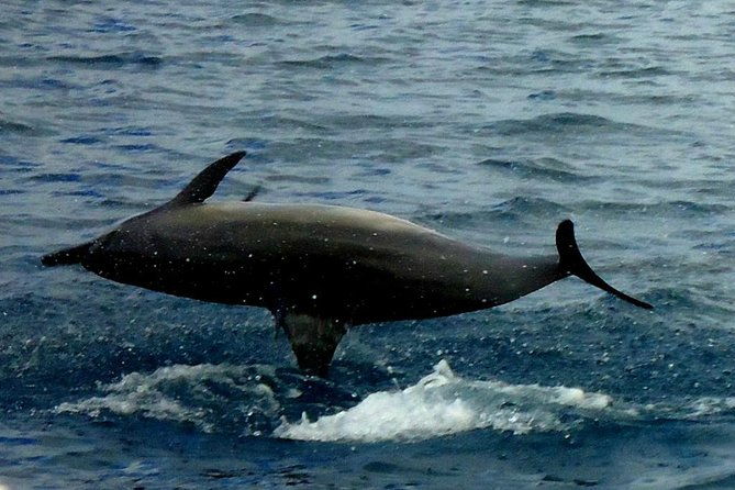 kawaihae-luxury-snorkel-cruise-wildlife-watch-with-lunch