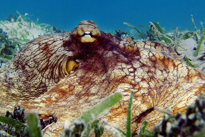 kayak-and-sea-turtle-snorkel-with-beach-break